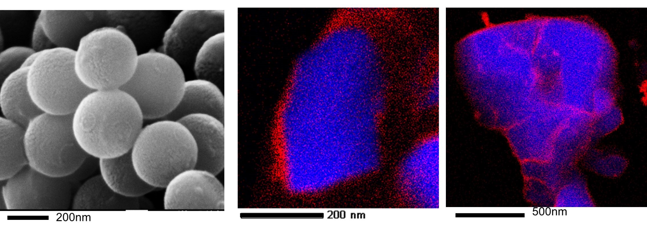 図1 本技術で合成した粒子径が異なるコアシェル粒子のSEM画像と断面STEM/EDS観察像　（青がコア粒子成分、赤がコート成分の元素位置）